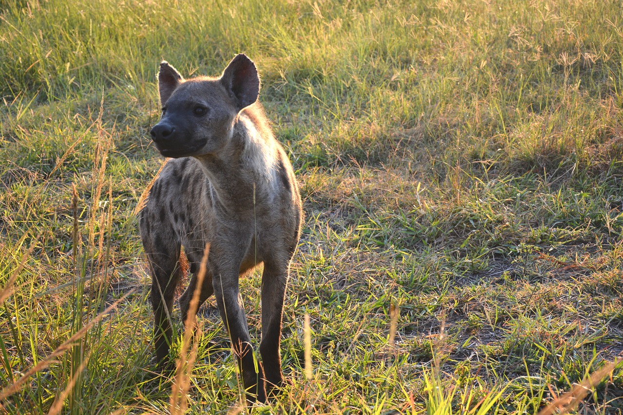 hyena animal predator free photo