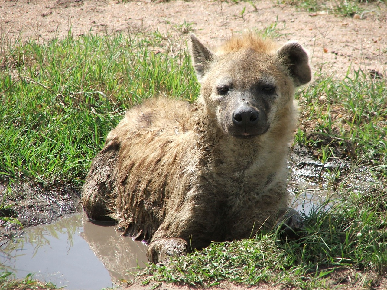 hyena africa water hole free photo