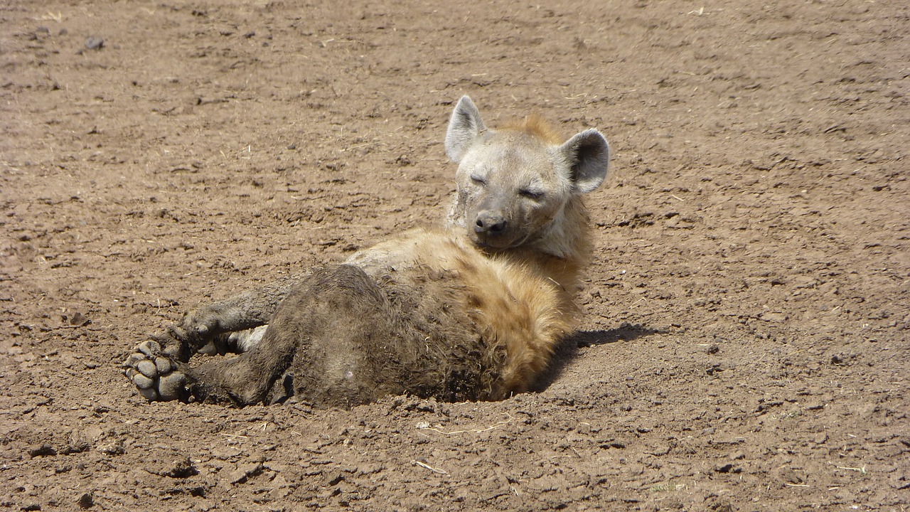 hyena animal portrait africa free photo
