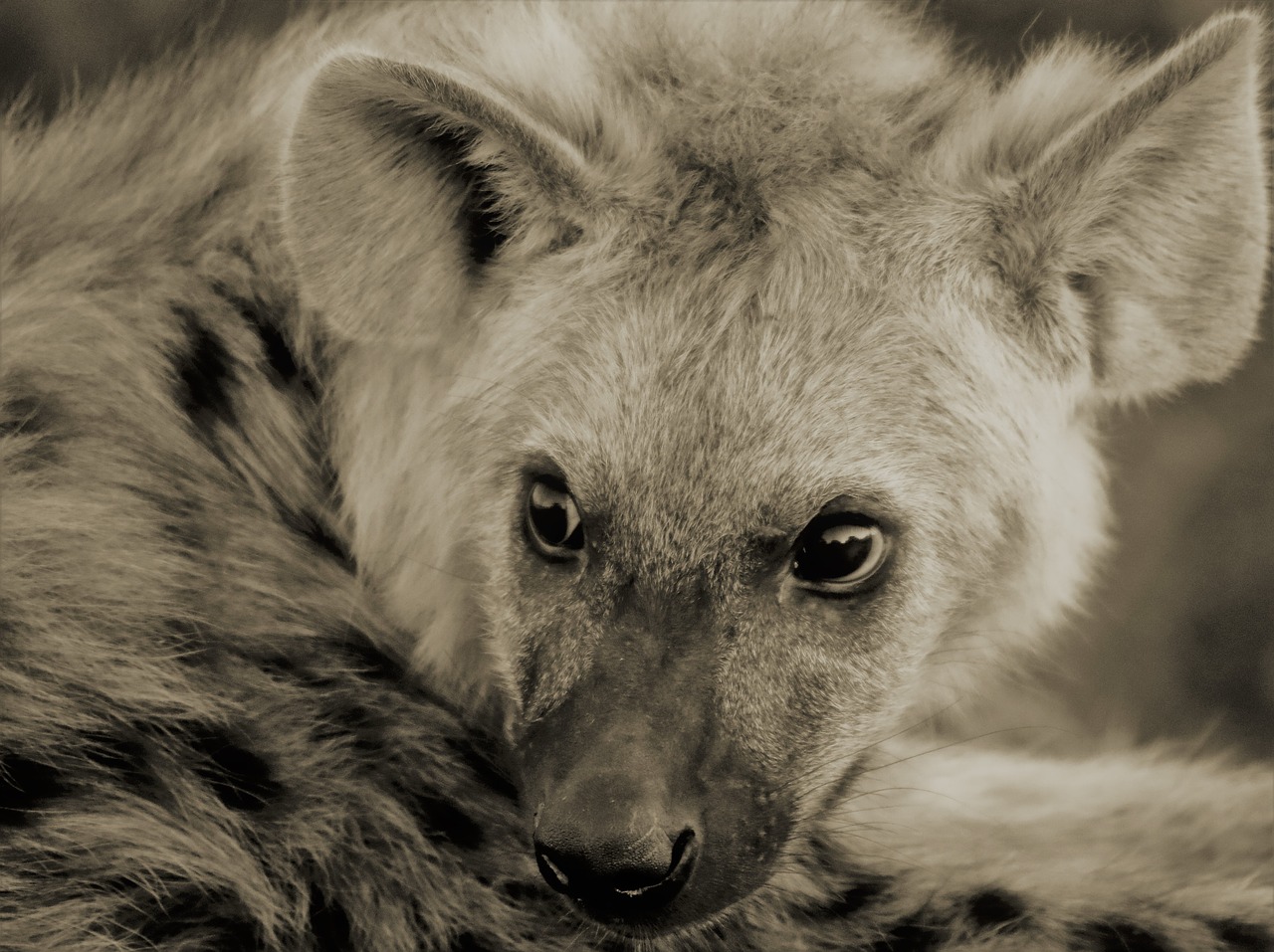 hyena cub  fear  afraid free photo