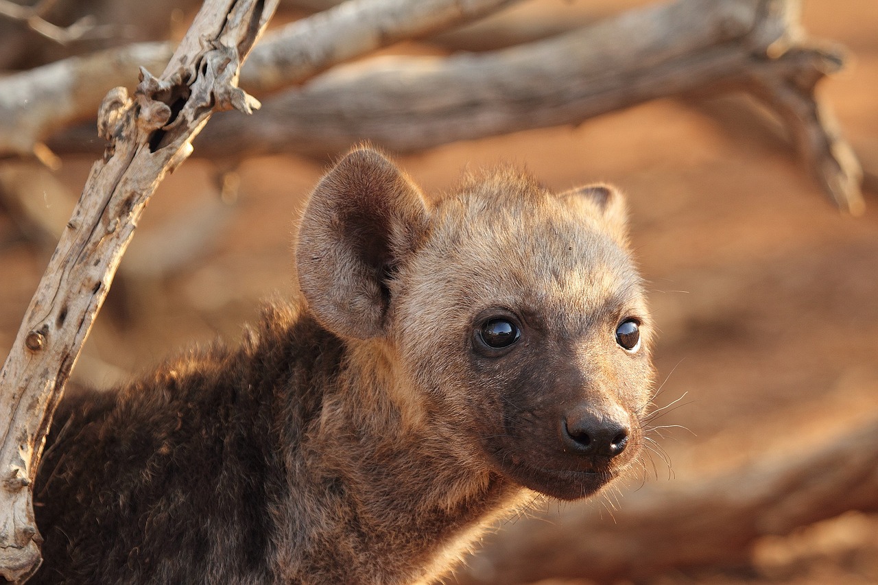 hyena puppy hyena predator free photo