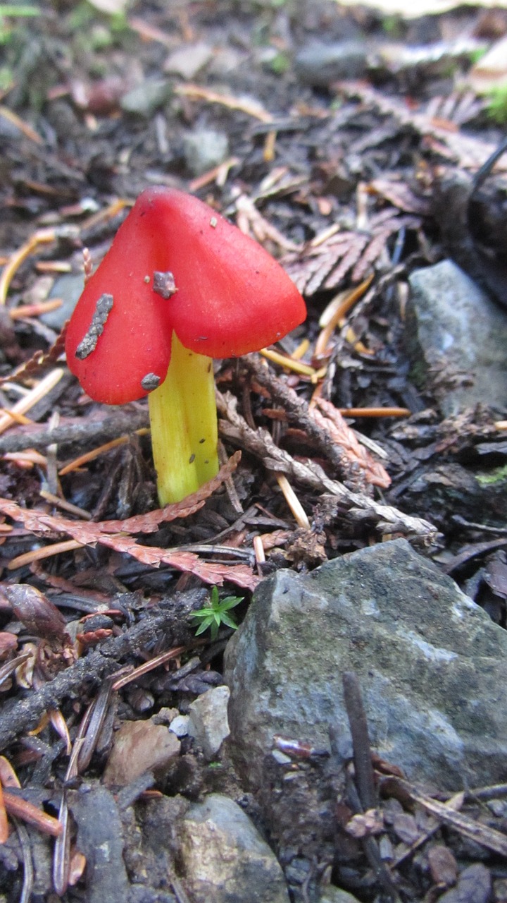 hygrocybe conica red blackening saftling free photo
