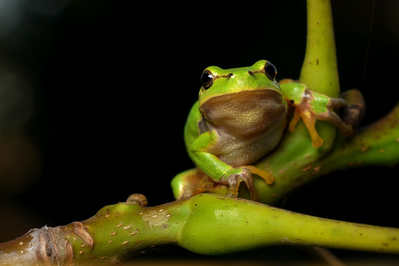 hyla meridionalis the frog amphibians free photo