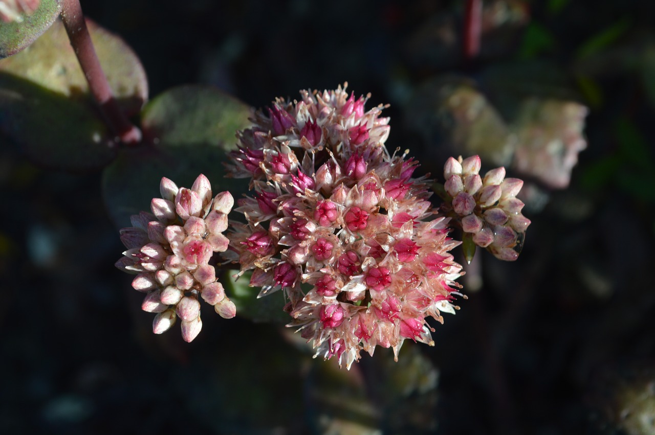 hylotelephium flower flowers free photo