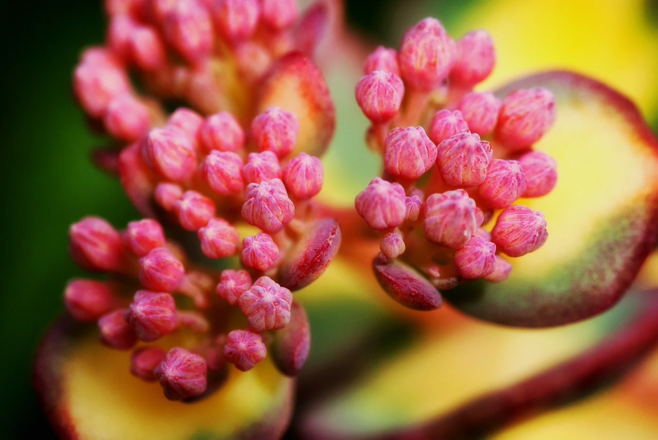 hylotelephium sieboldil flower buds macro free photo