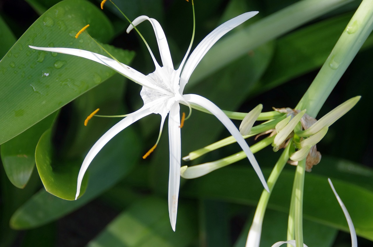 hymenocallis  littoralis  lily-spider free photo