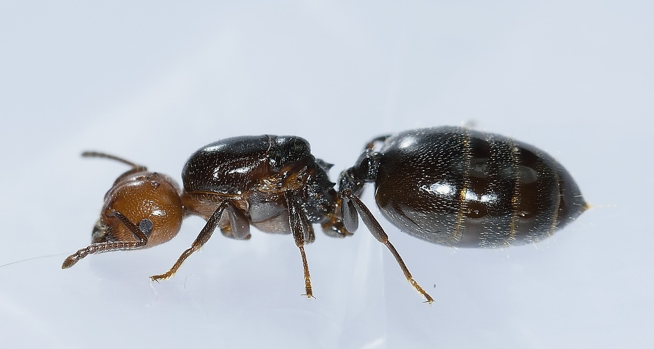 hymenoptera ant head free photo