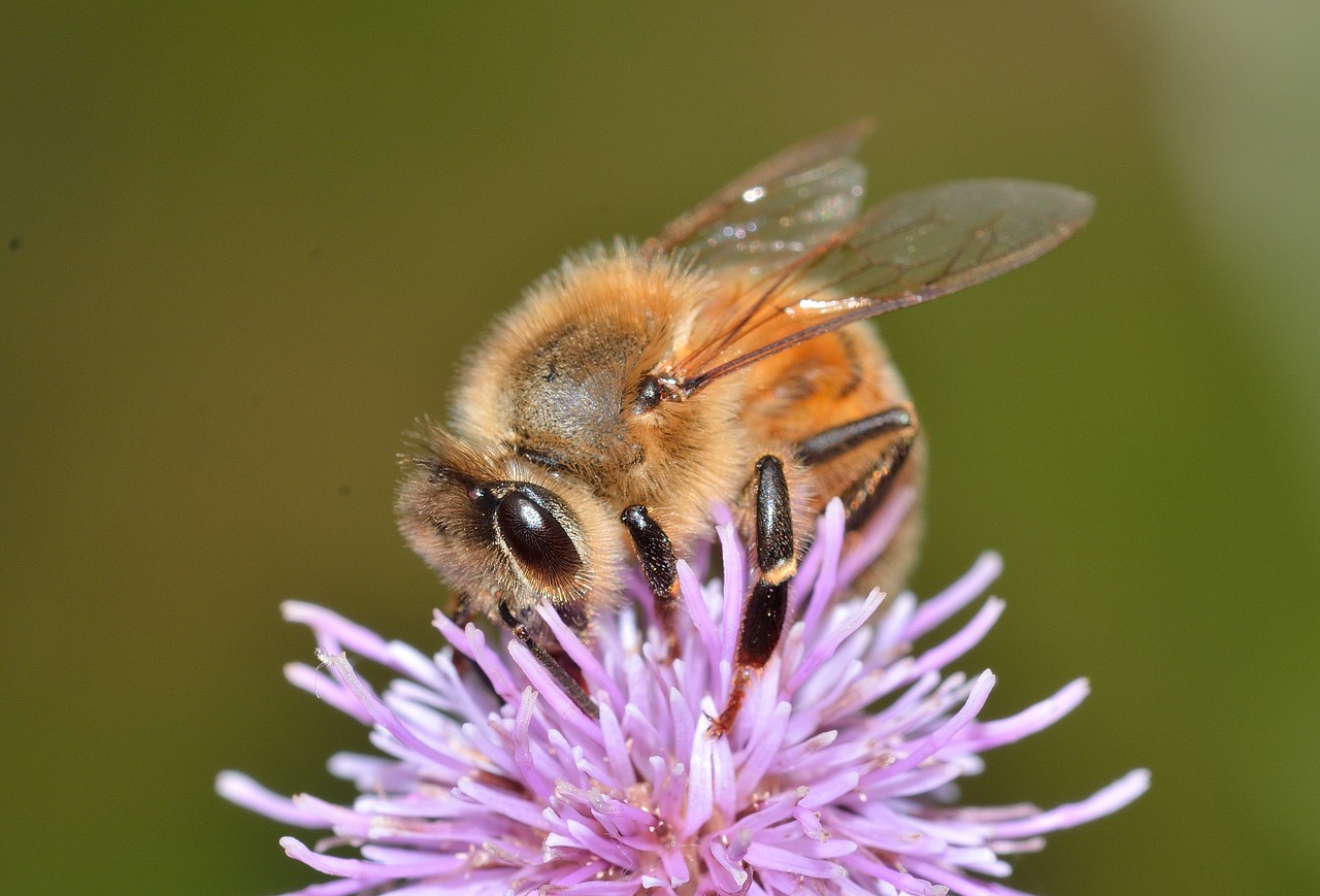 hymenoptera bee apis free photo