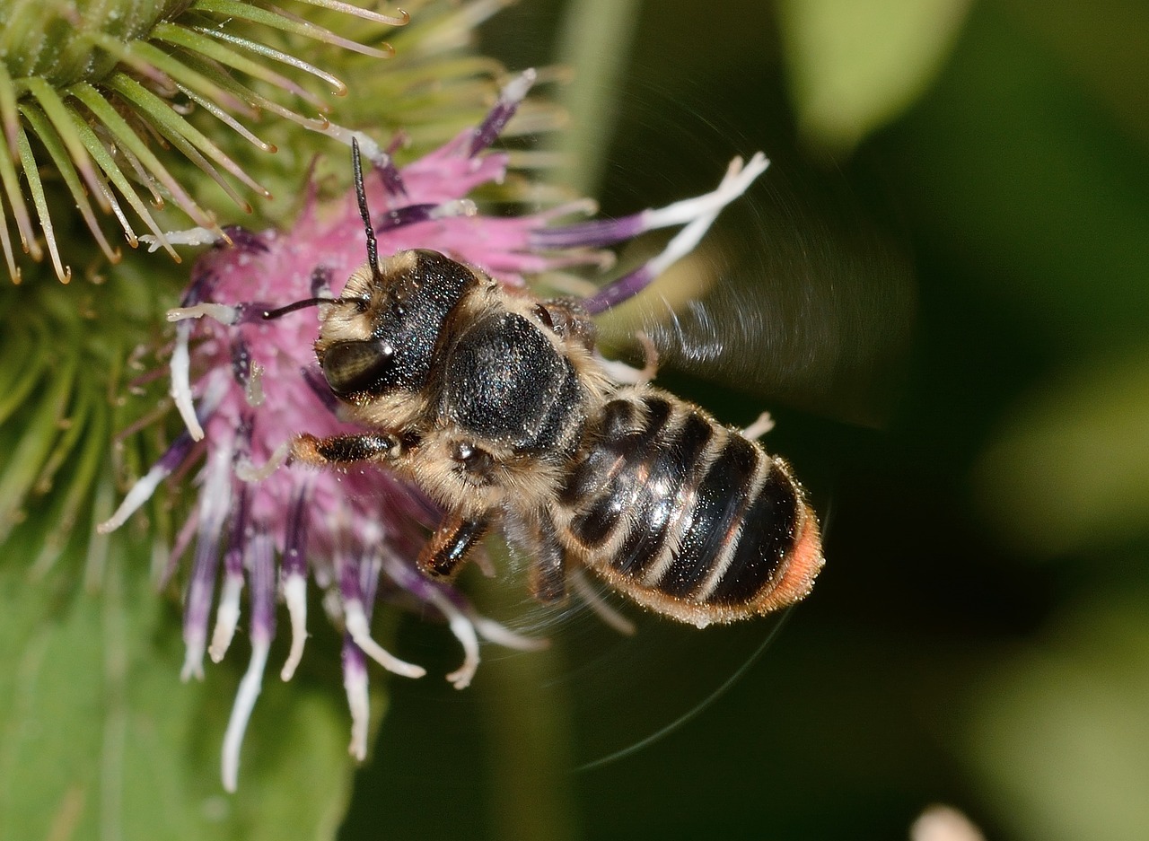 hymenoptera megachile centuncularis free photo