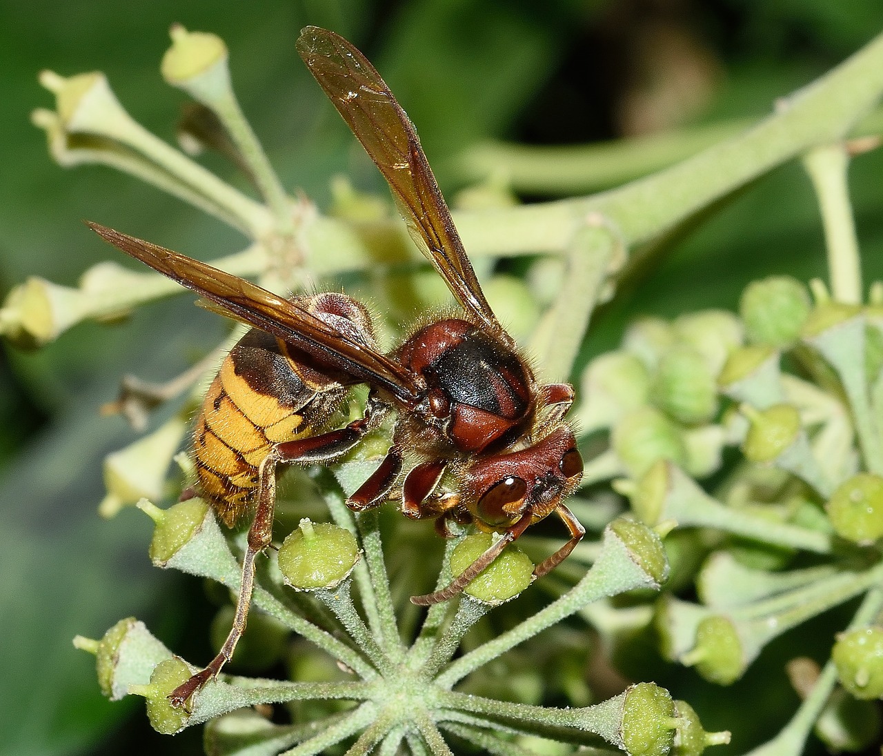 hymenoptera bumblebee wasp free photo