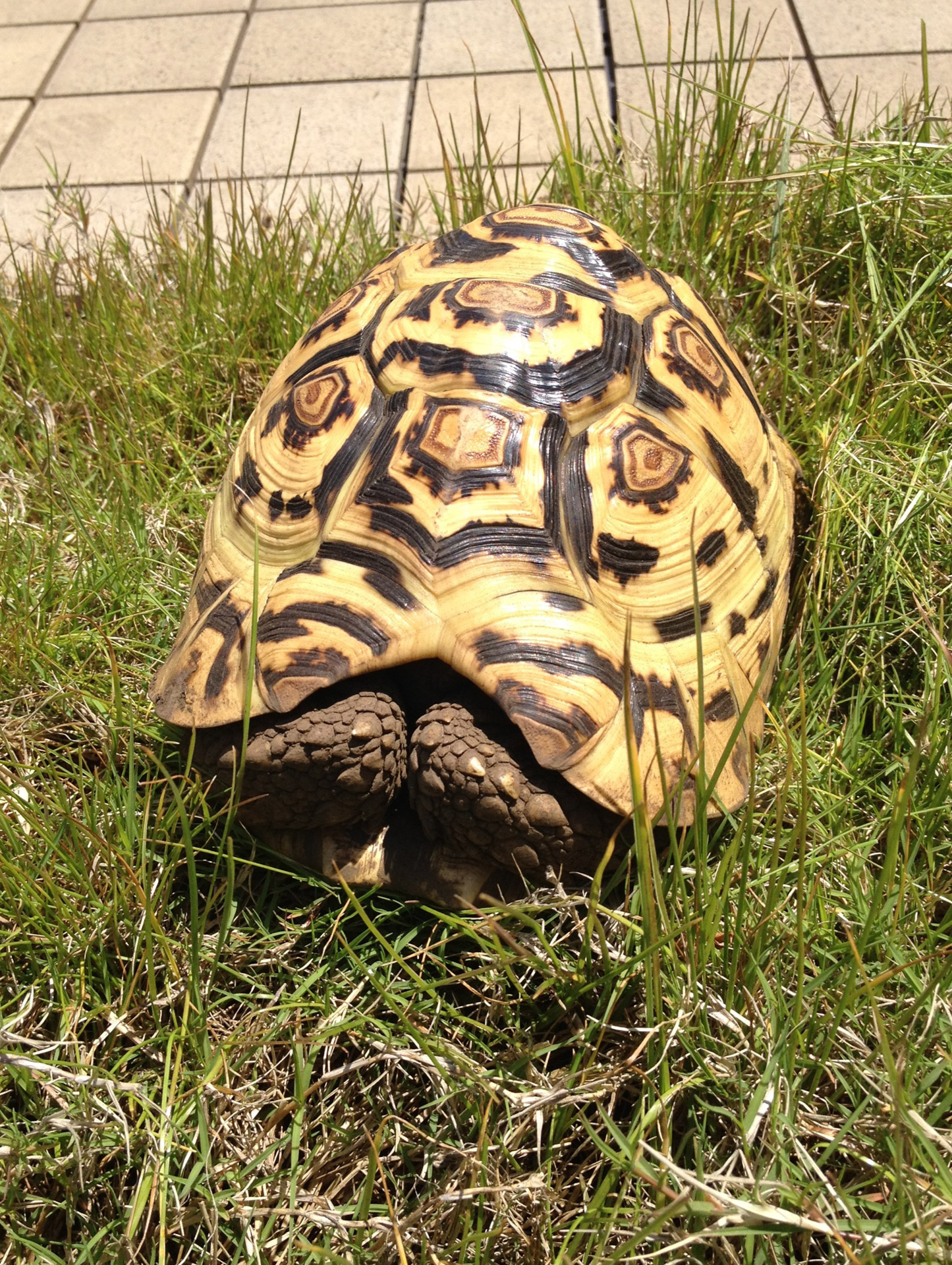 leopard tortoise stigmochelys pardalis leopard tortoise free photo