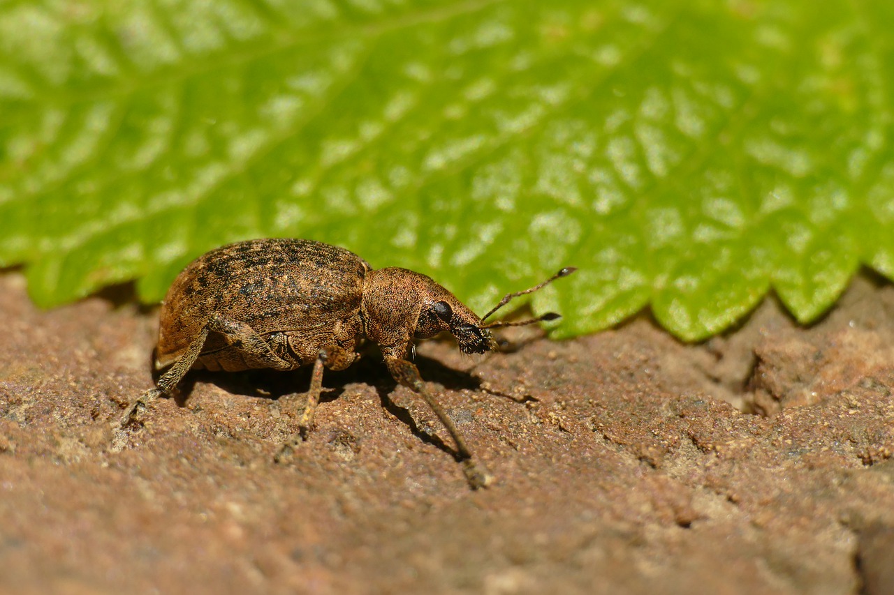 hypera zoilus  large clover-cocoon weevil  macro free photo
