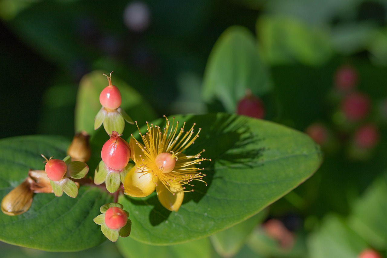 hypericum  hertshooi  sintjanskruid free photo