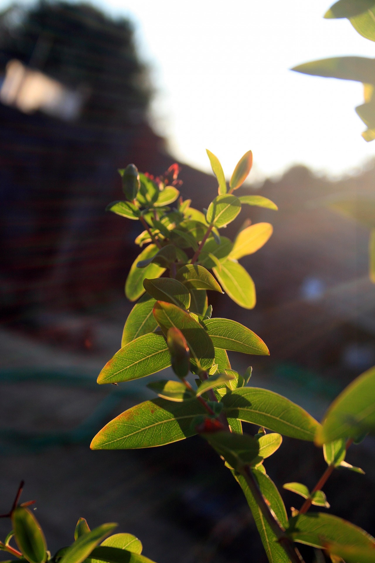 shrub bush branch free photo