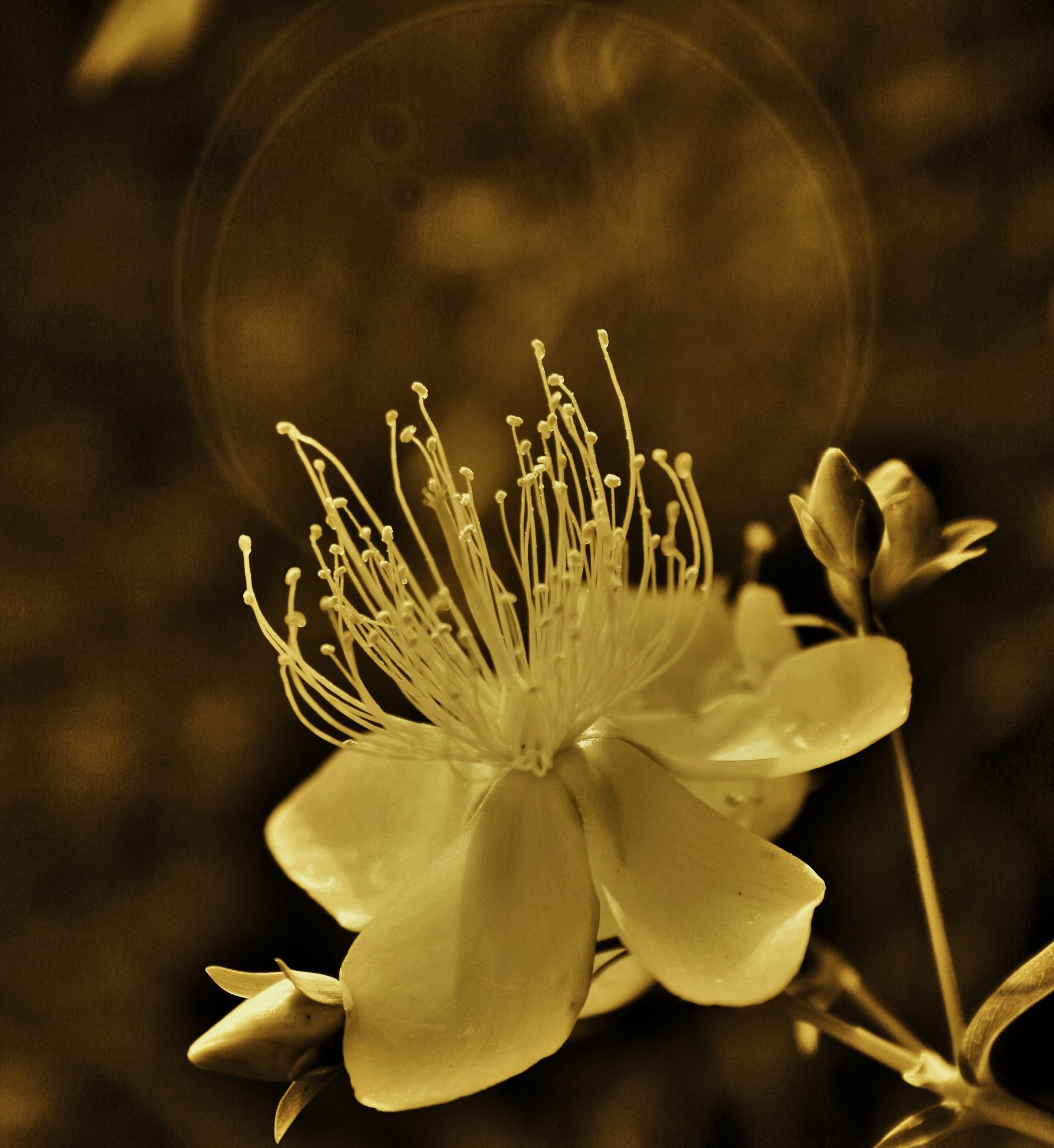 flower white amber free photo