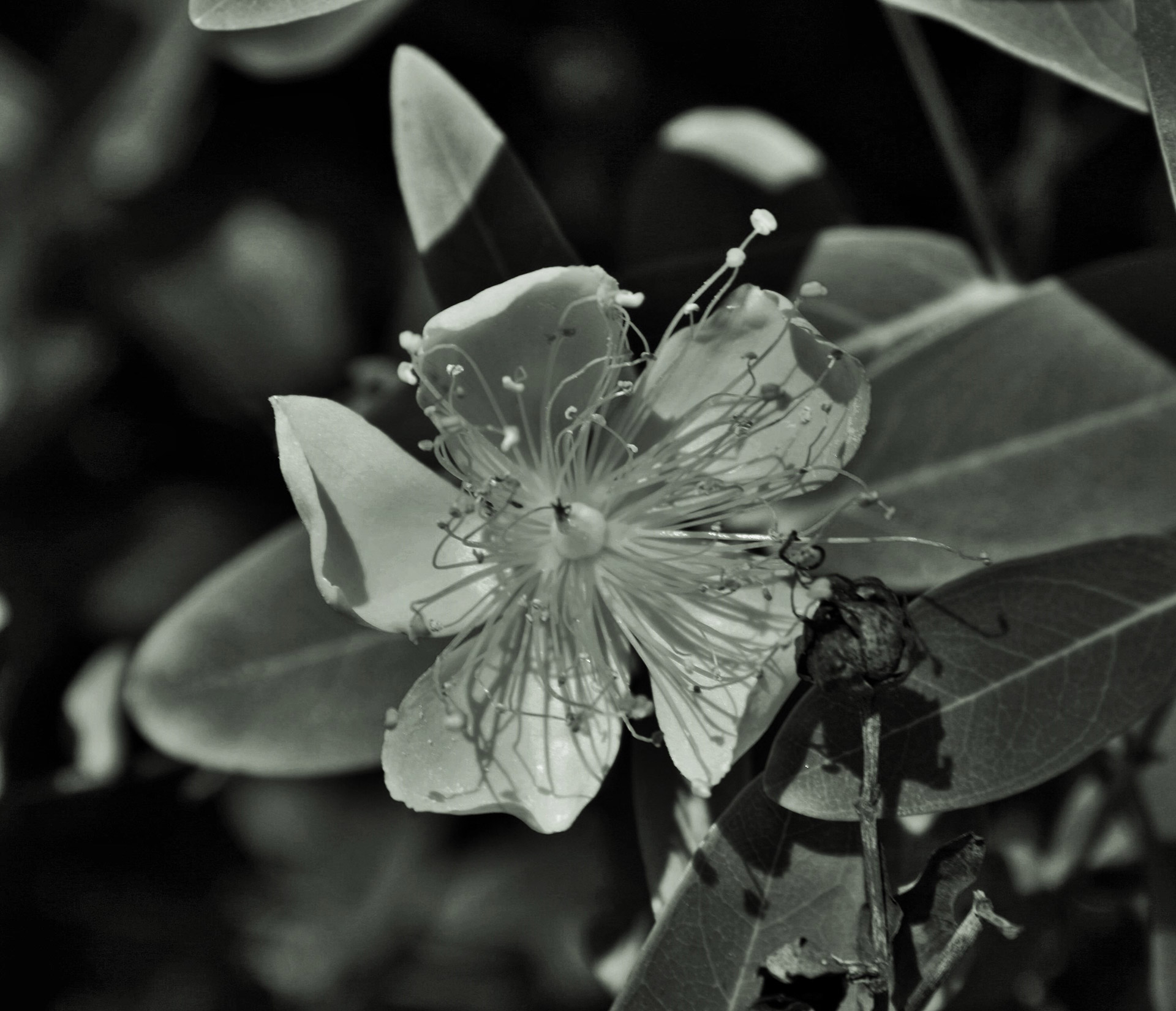 flower black white hypericum in black and white free photo
