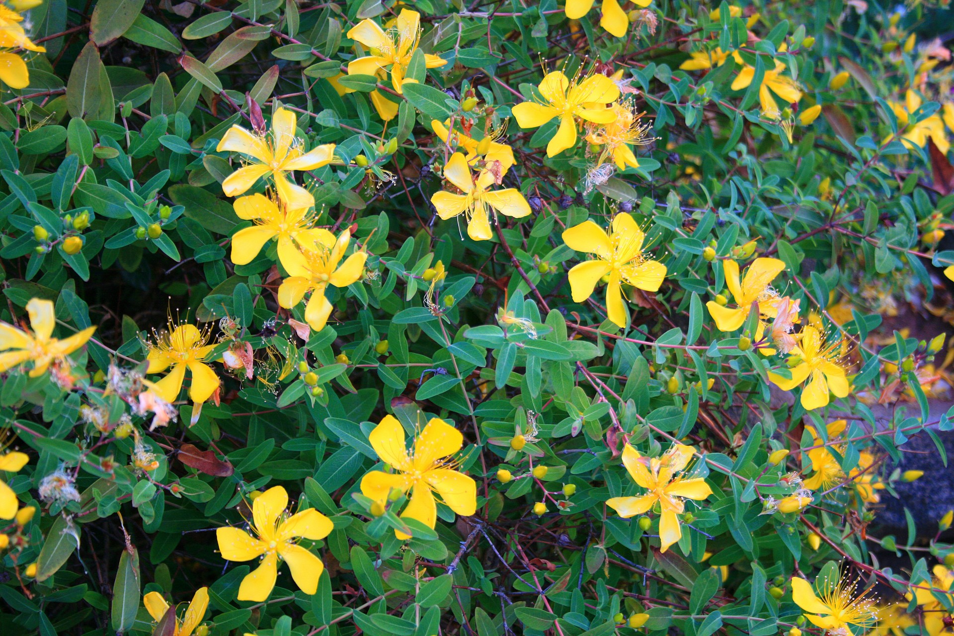 shrub flowers yellow free photo