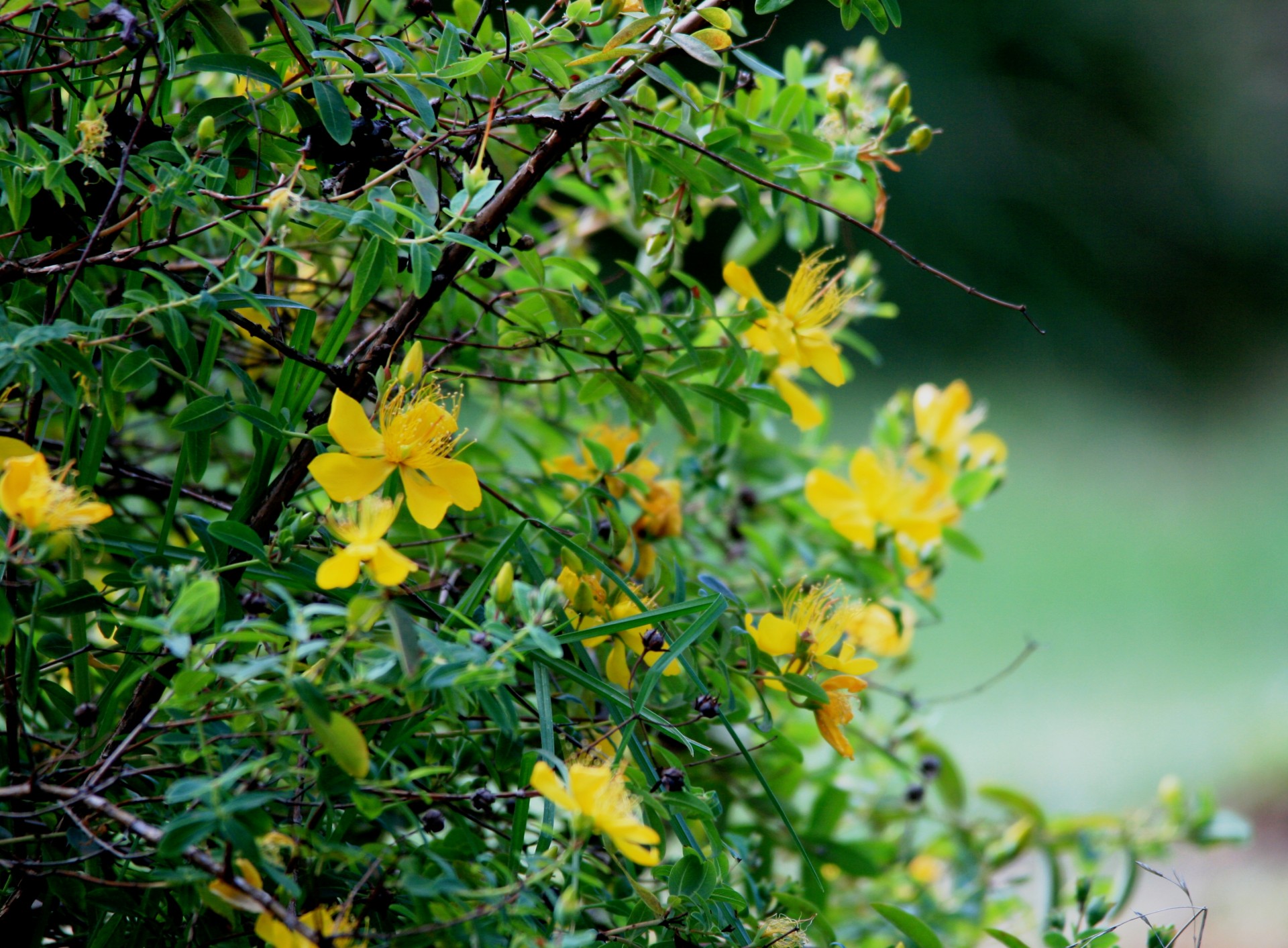 hypericum herb shrub free photo