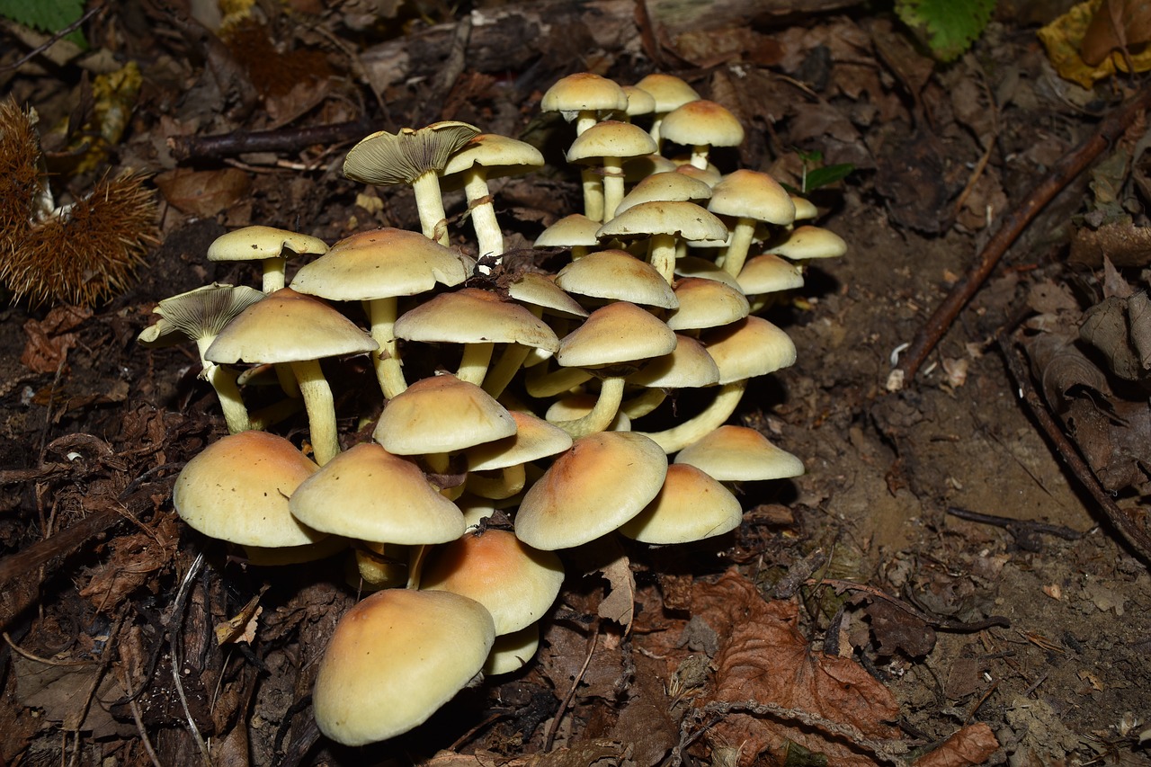 hypholoma fasciculare false tack mushrooms free photo