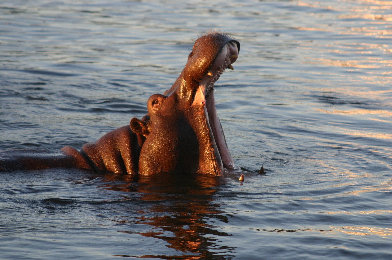 hypopotame fall victoria zambezi free photo