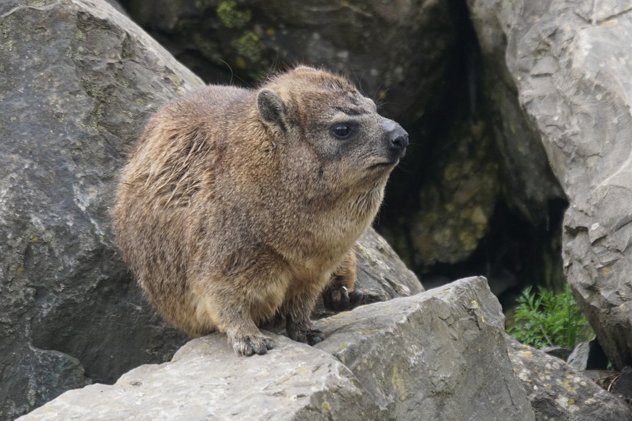 hyrax marmot-like fast free photo