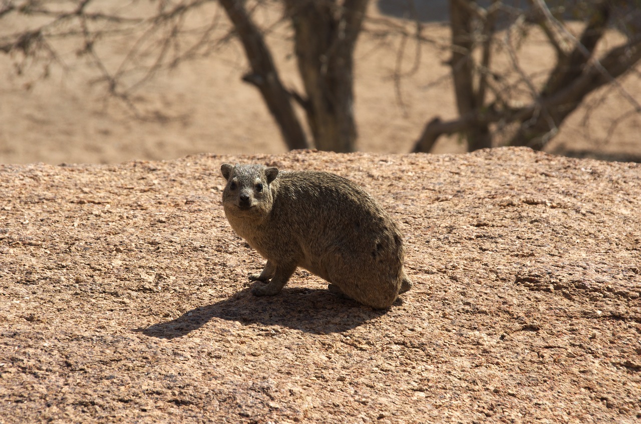 hyrax nager rodent free photo