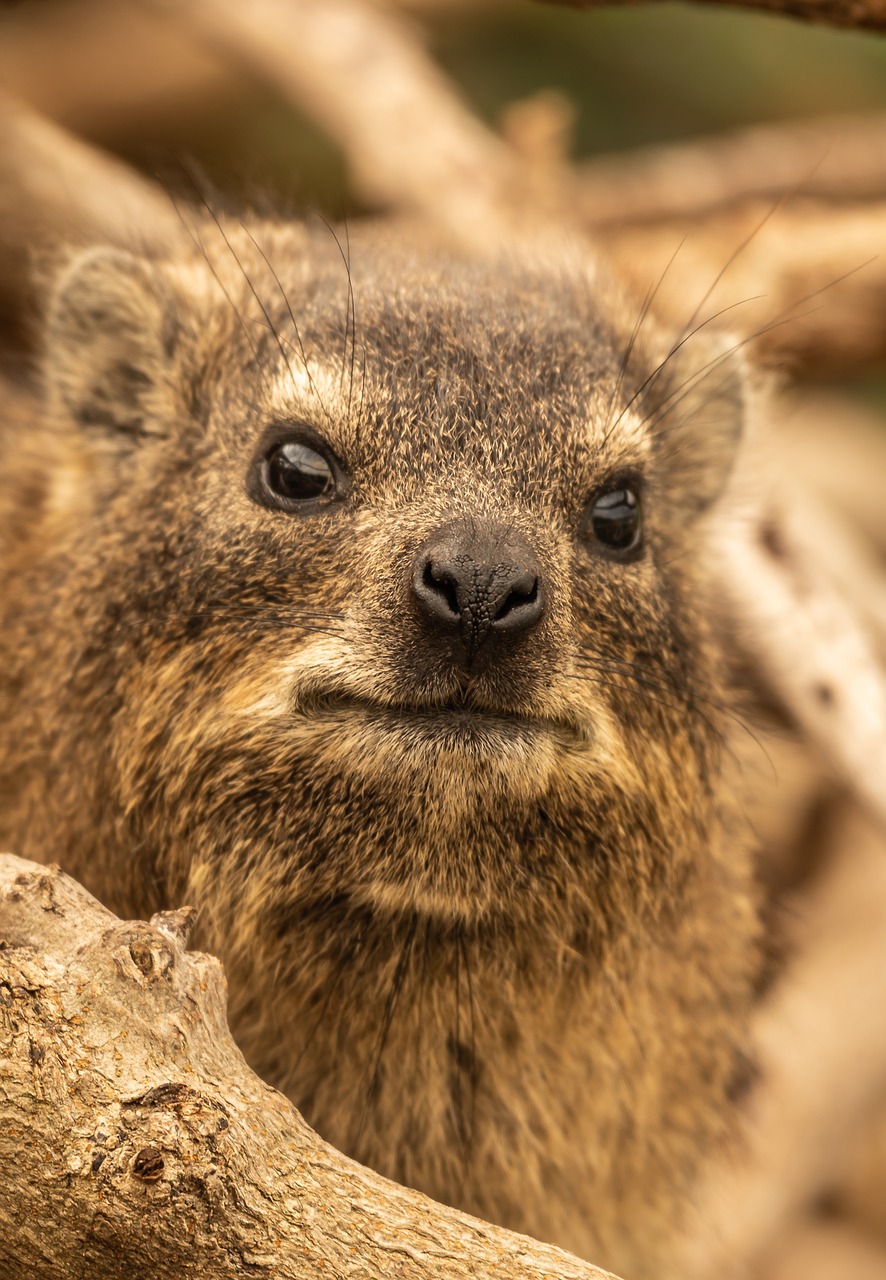 hyrax  portrait  animal free photo