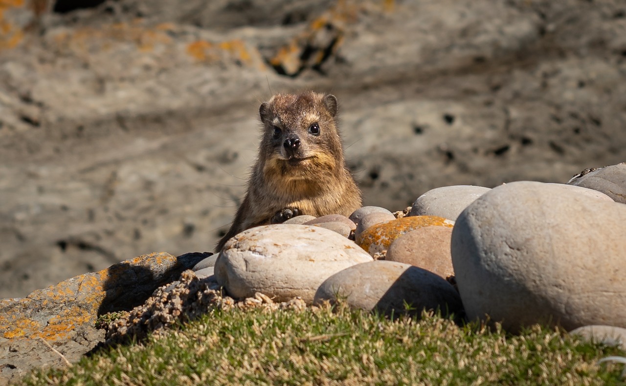 hyrax  south africa  coast free photo