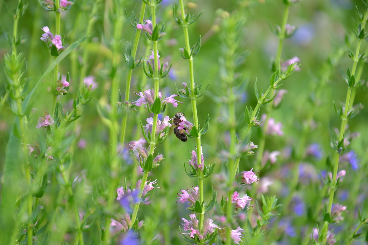 hyssop plant spice free photo