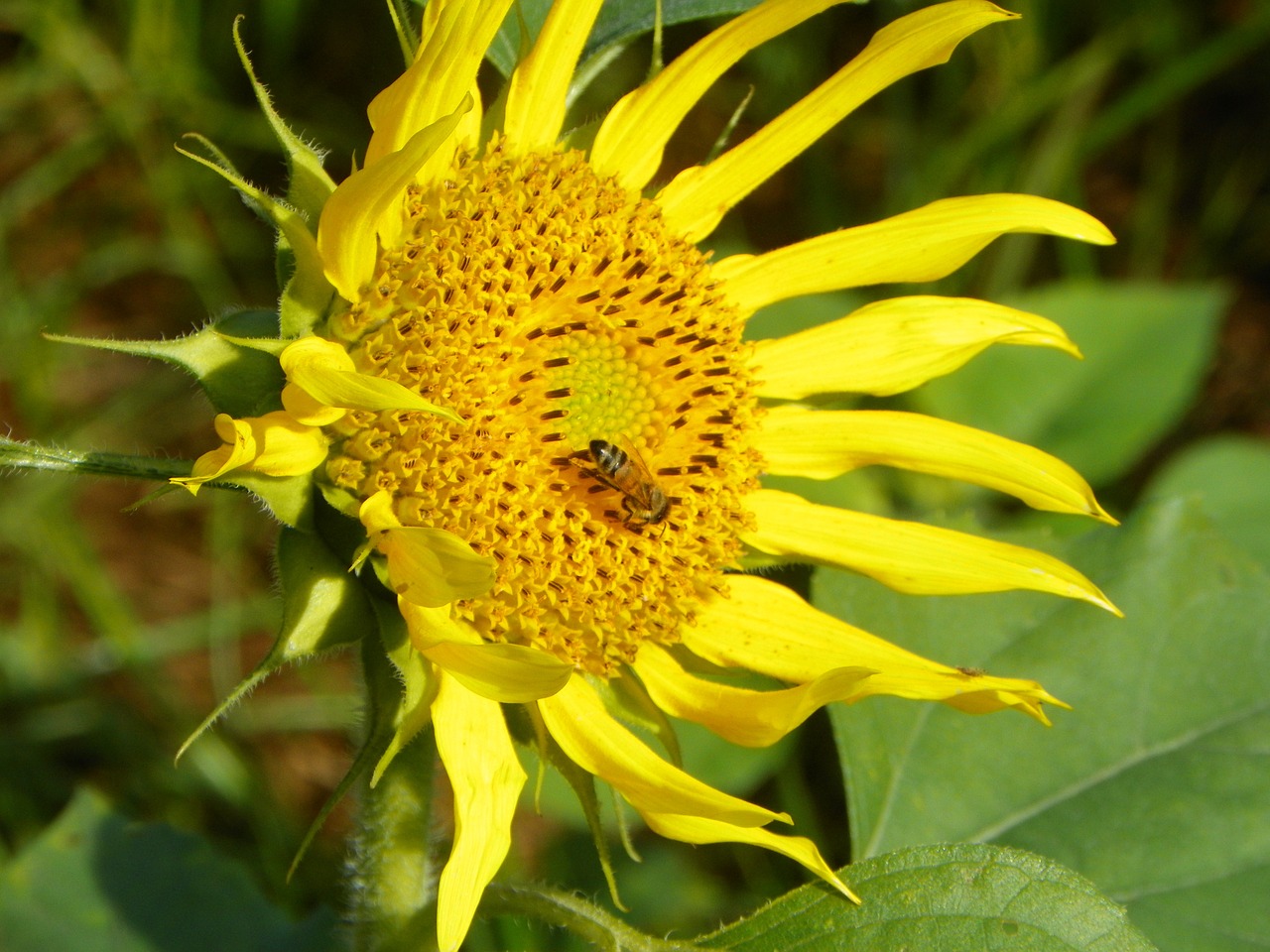 i bee sunflower free photo