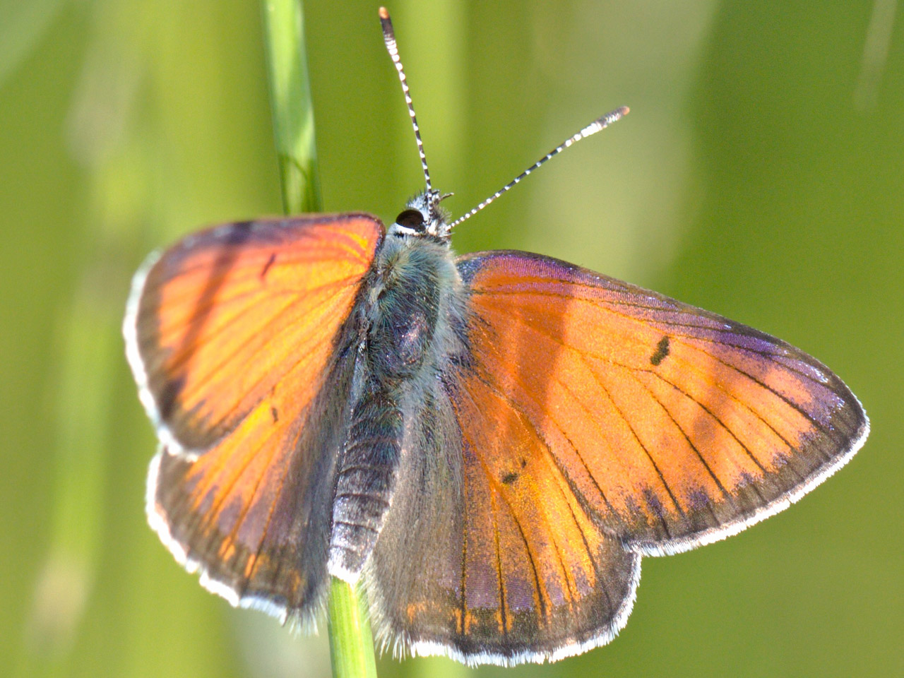 butterfly grass rest free photo