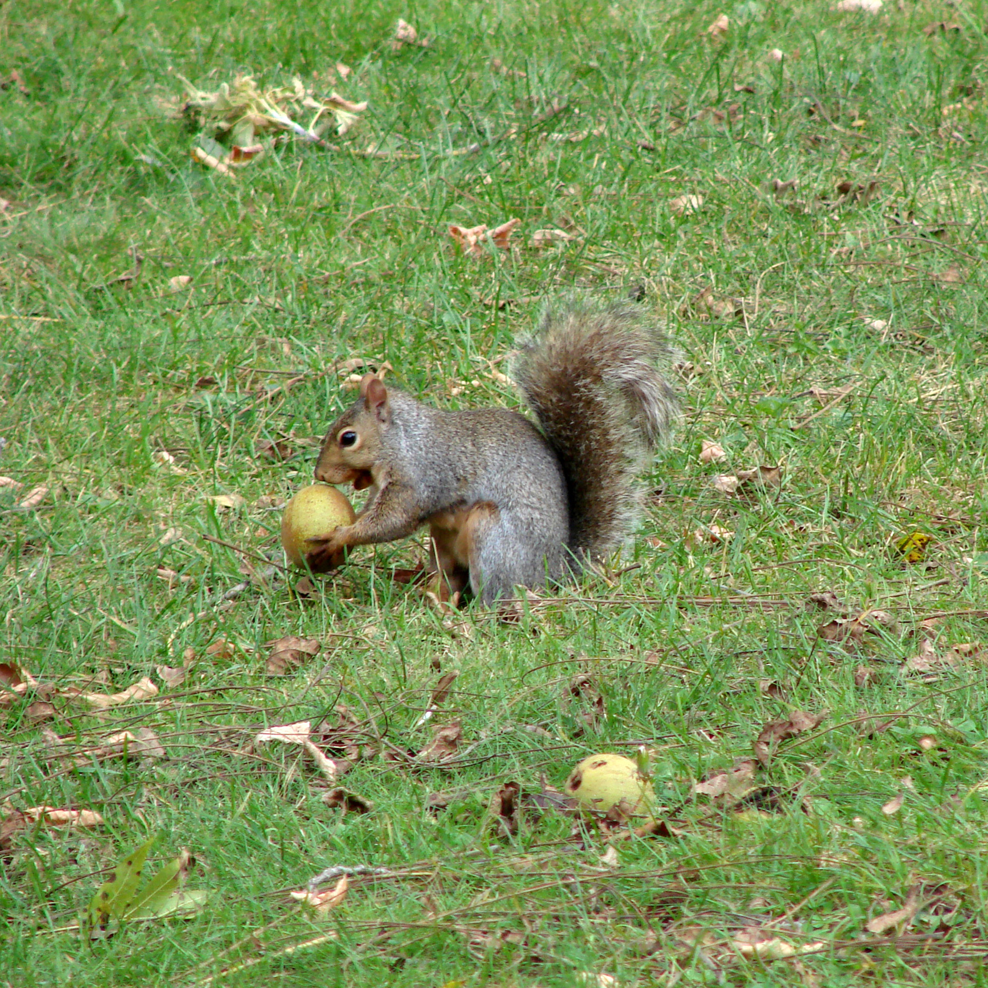 squirrel eating grass nature free photo