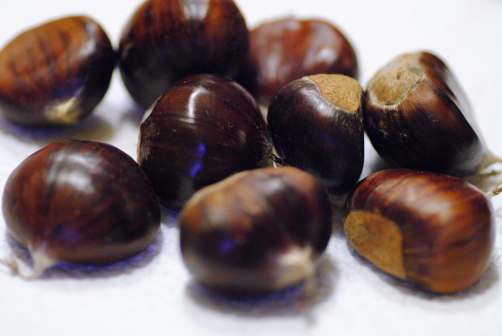 chestnut forest autumn free photo