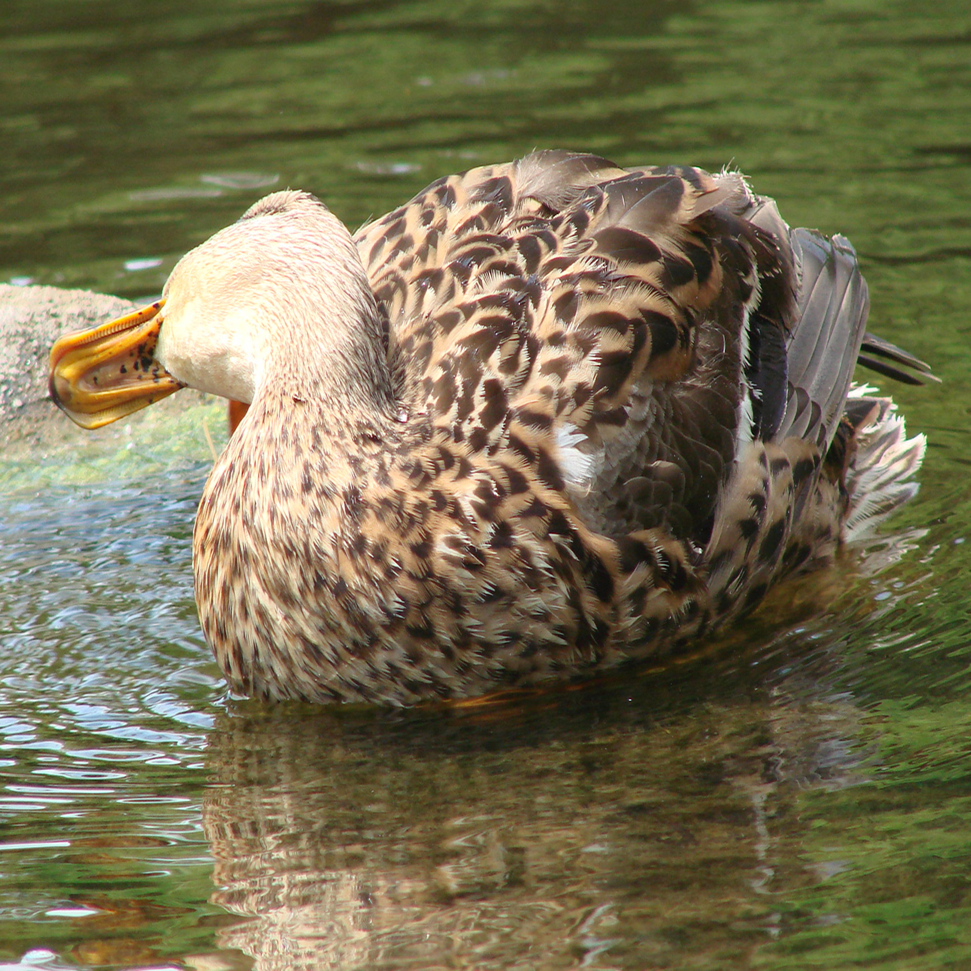 duck itch animal free photo
