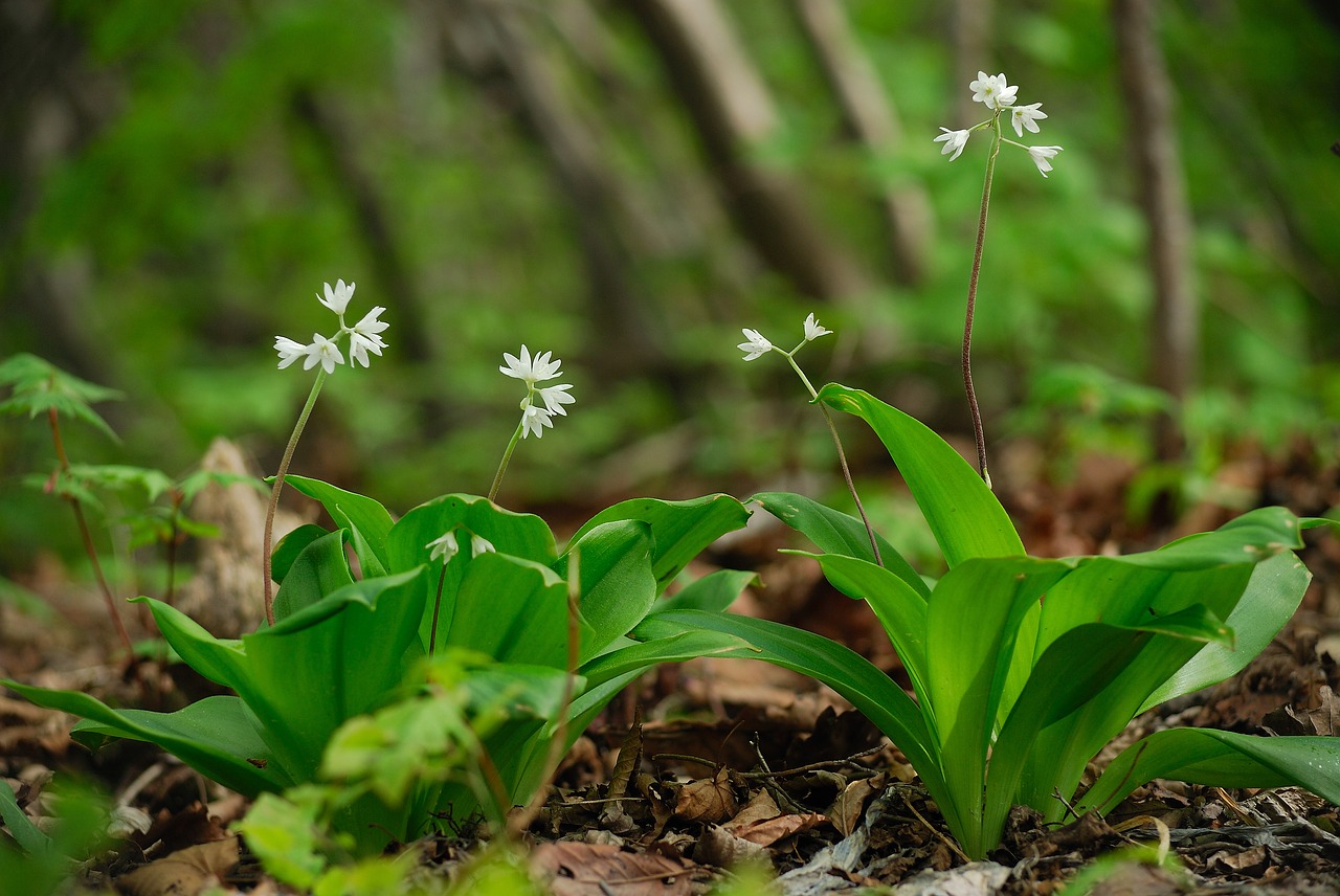 i hell peace phone  wildflower  spring flowers free photo