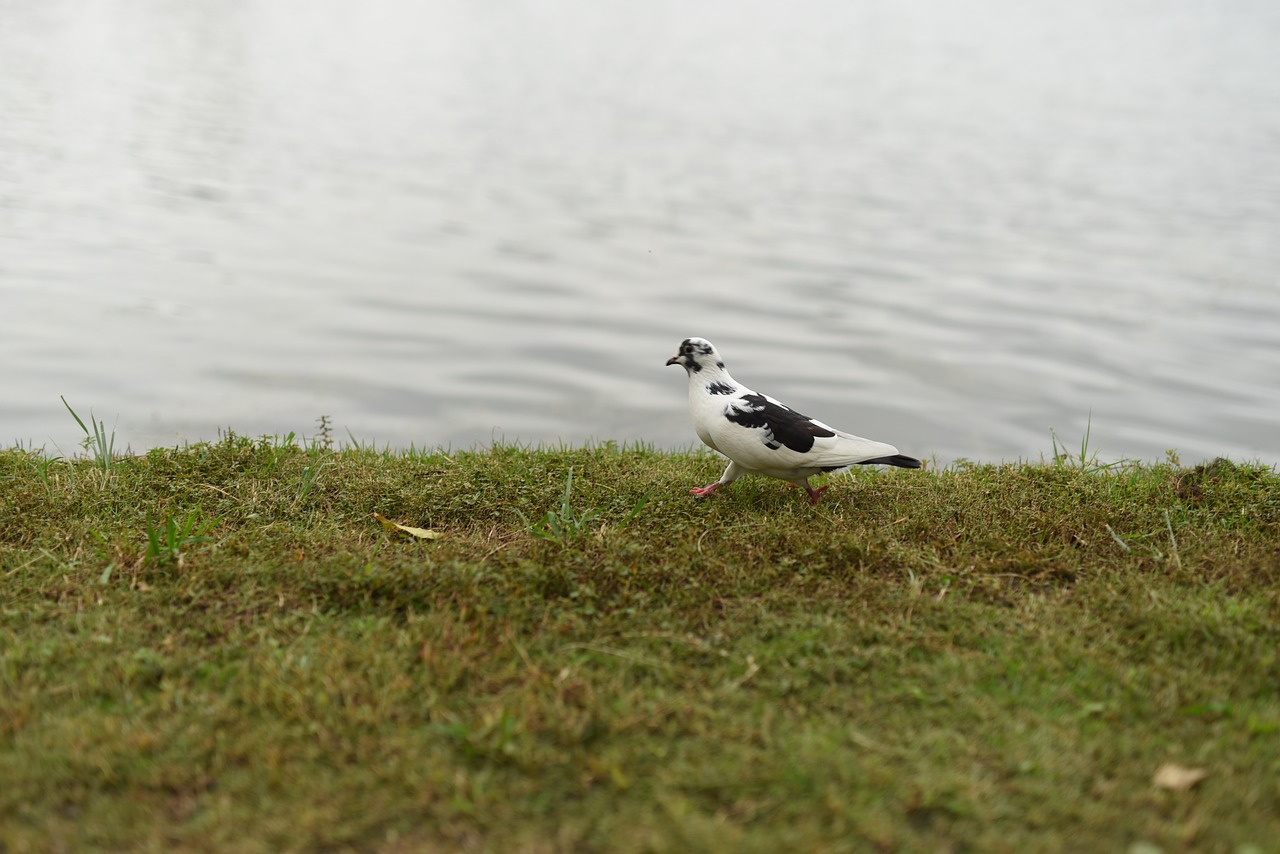 i like walk pigeons free photo