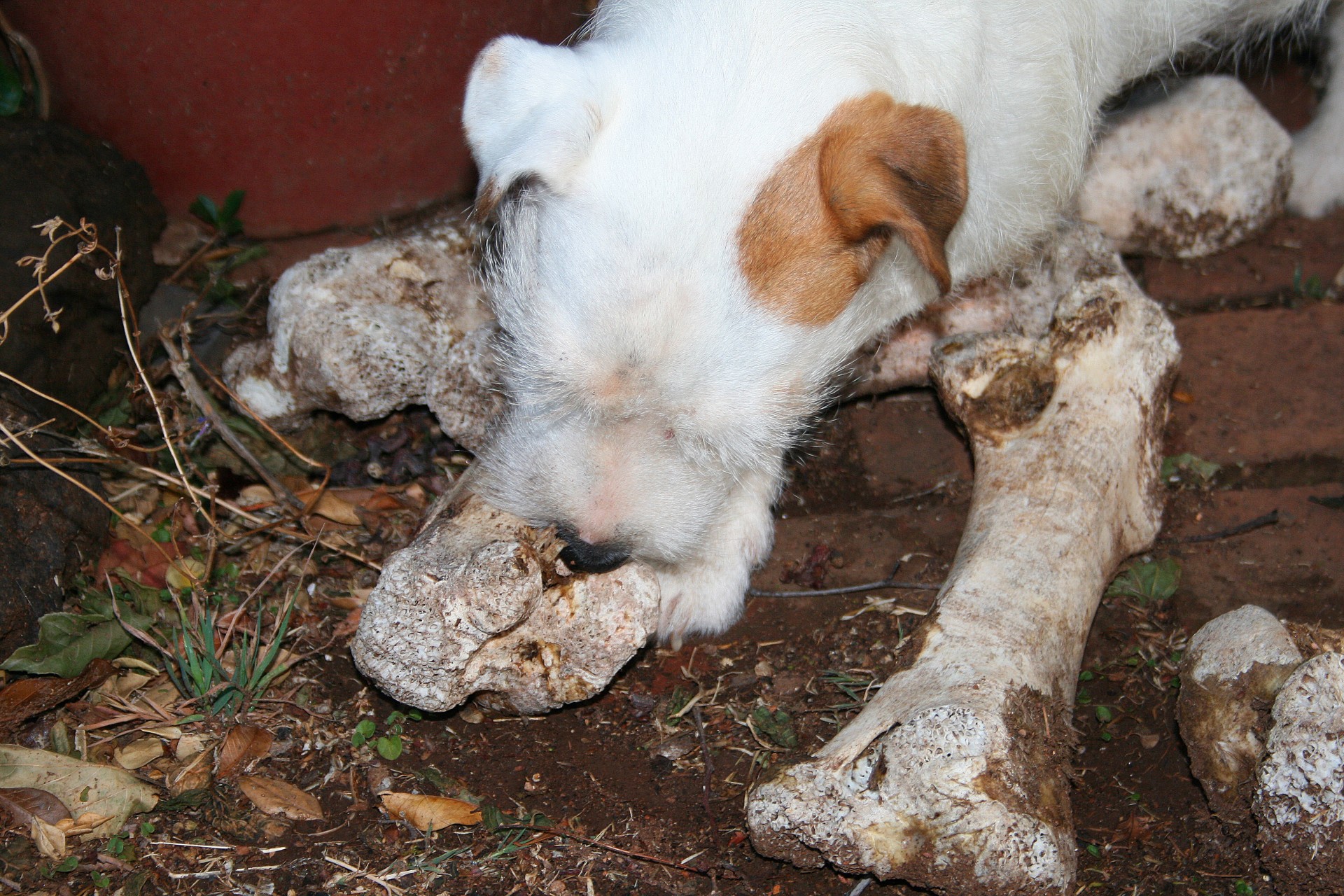 dog white bones free photo