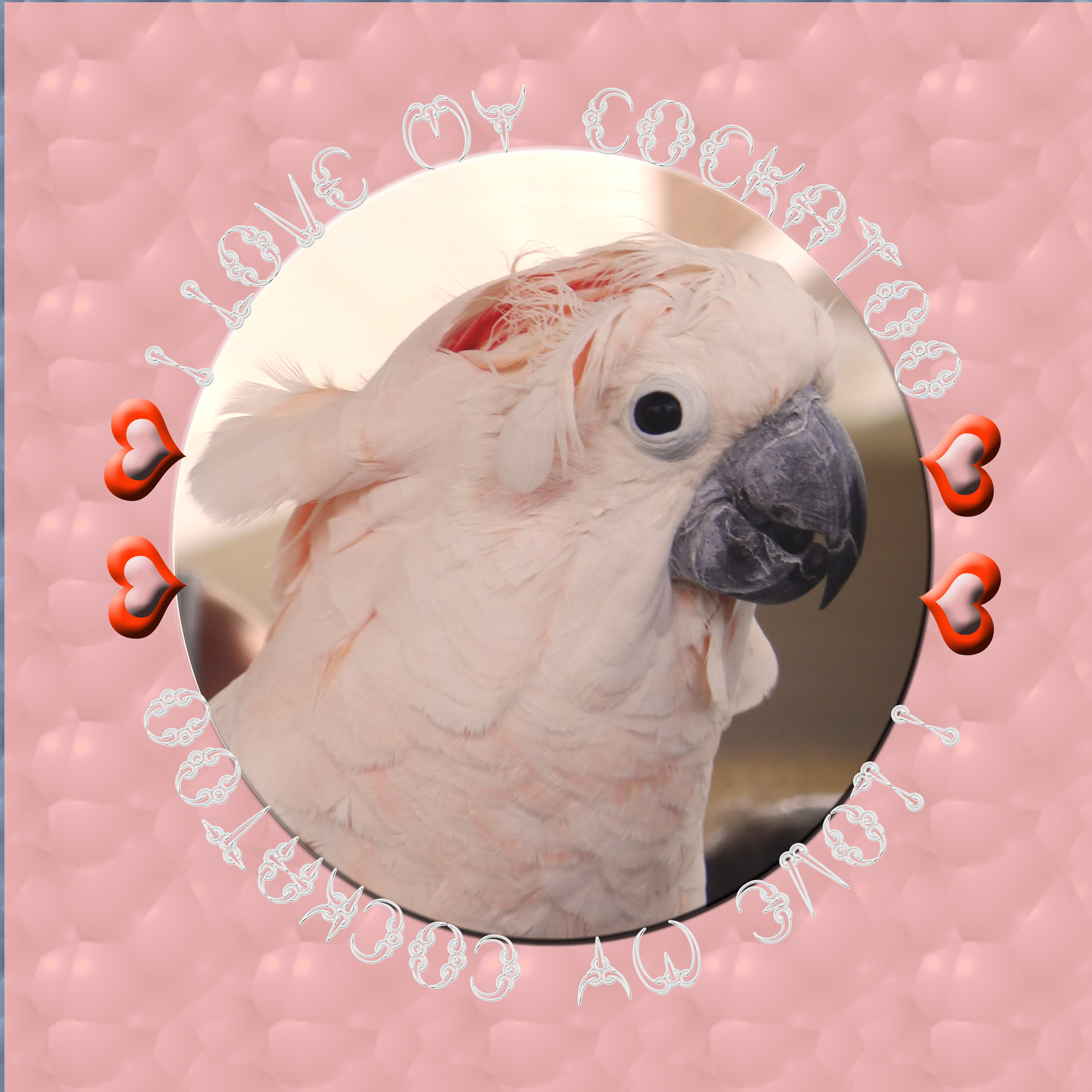 i love my  cockatoo picture photoshop free photo