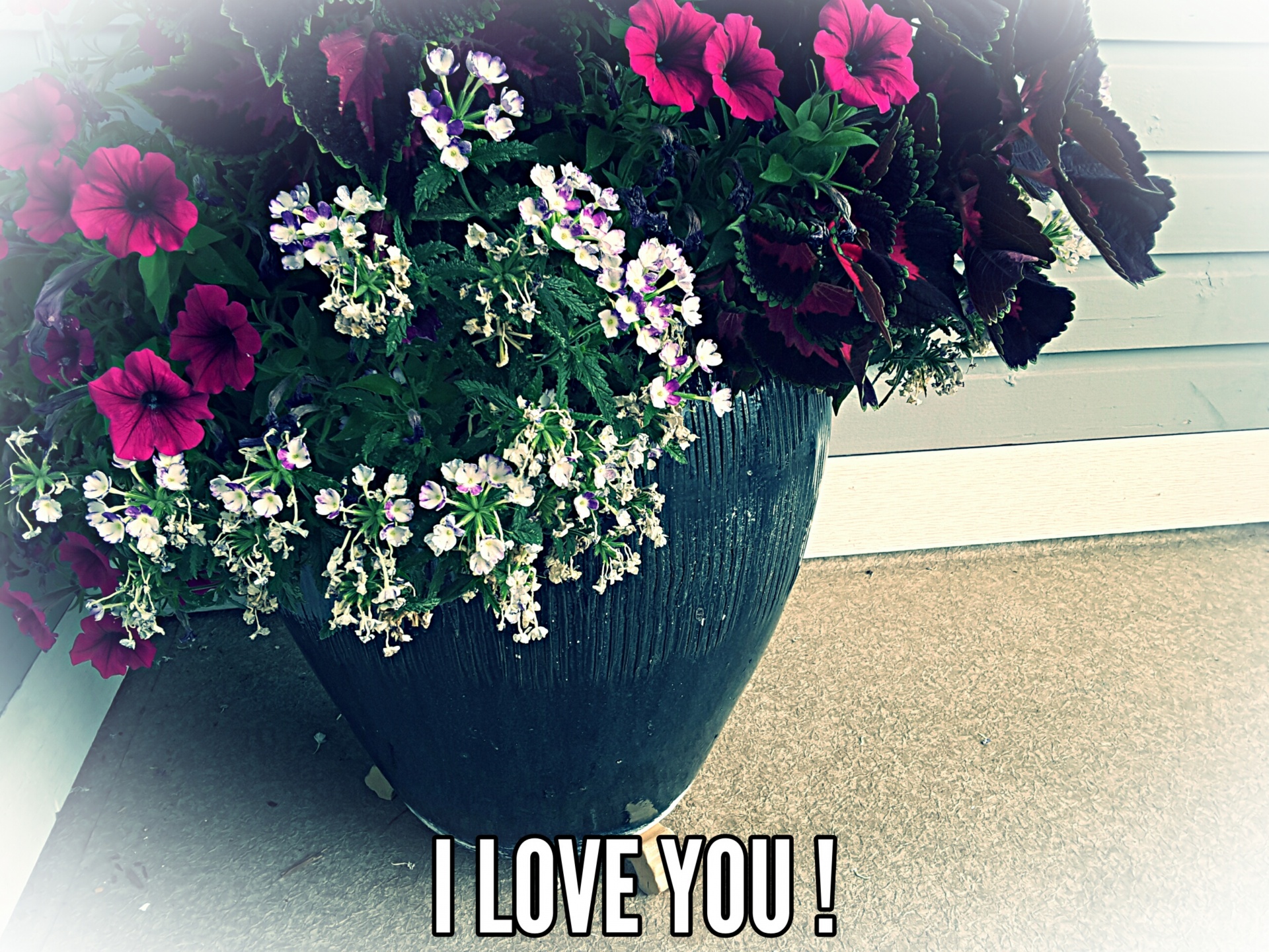 flowers text love free photo