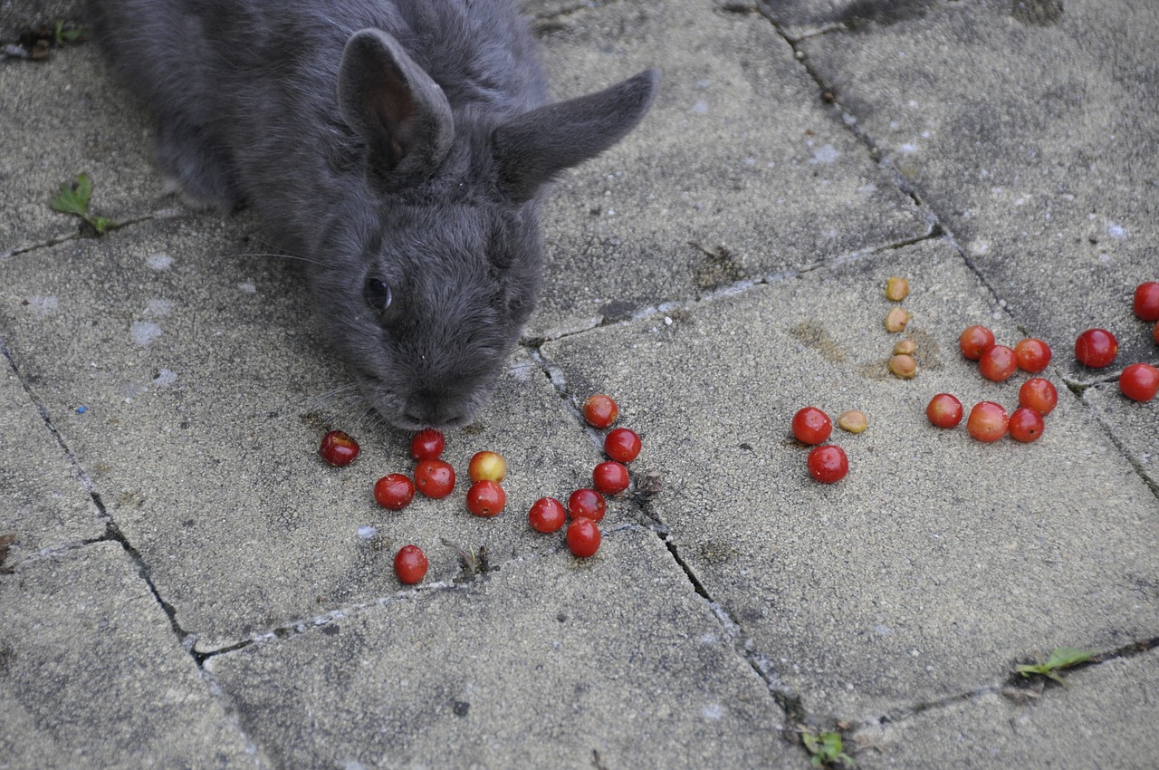 i love you rabbit cherries free photo