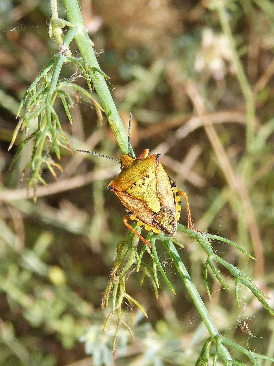 i pentatomid dolycoris baccarum beetle free photo