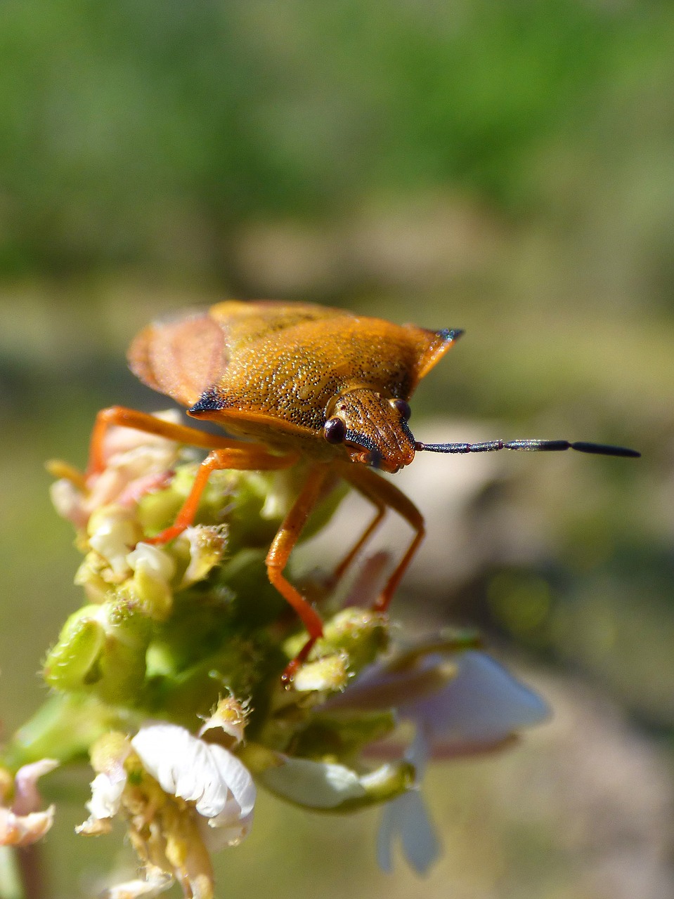 i pentatomid dolycoris baccarum beetle free photo