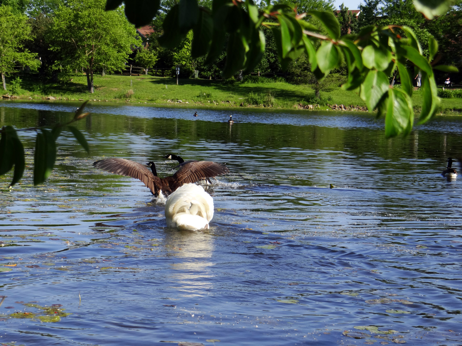 angry swan father swan cygnets free photo