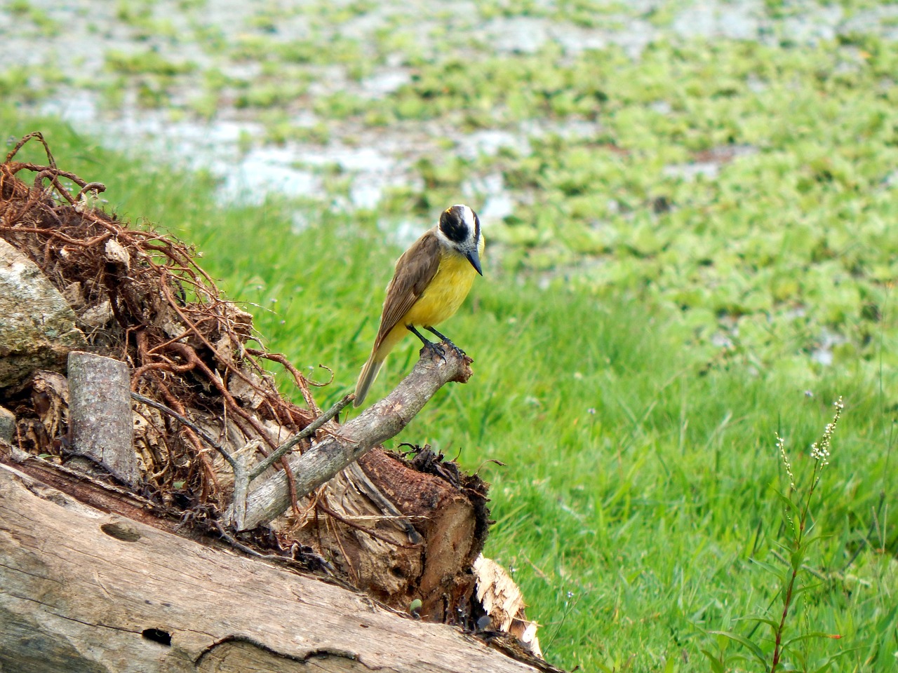 i saw you canguçu rio grande do sul free photo