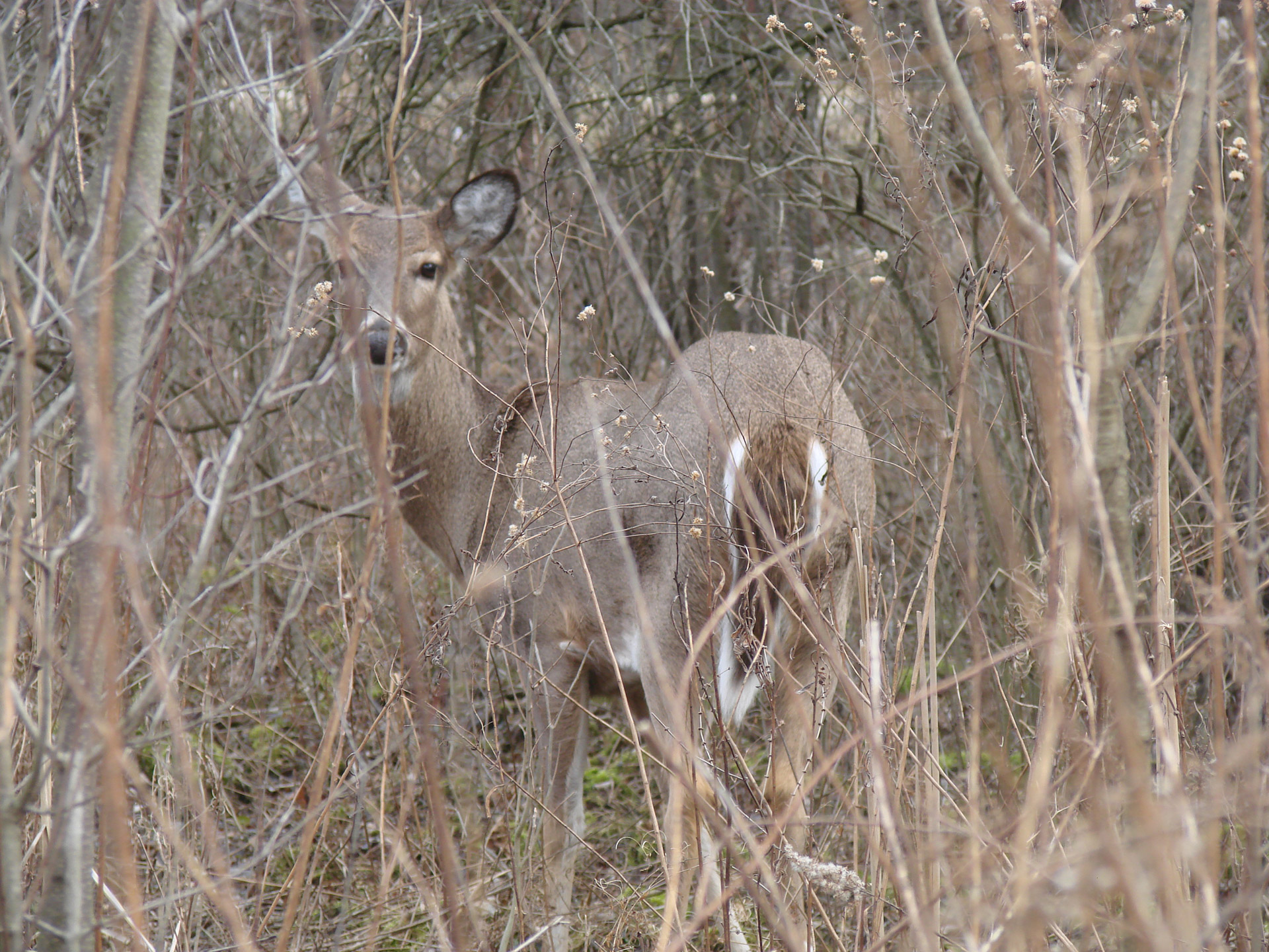 deer wood white tailed free photo