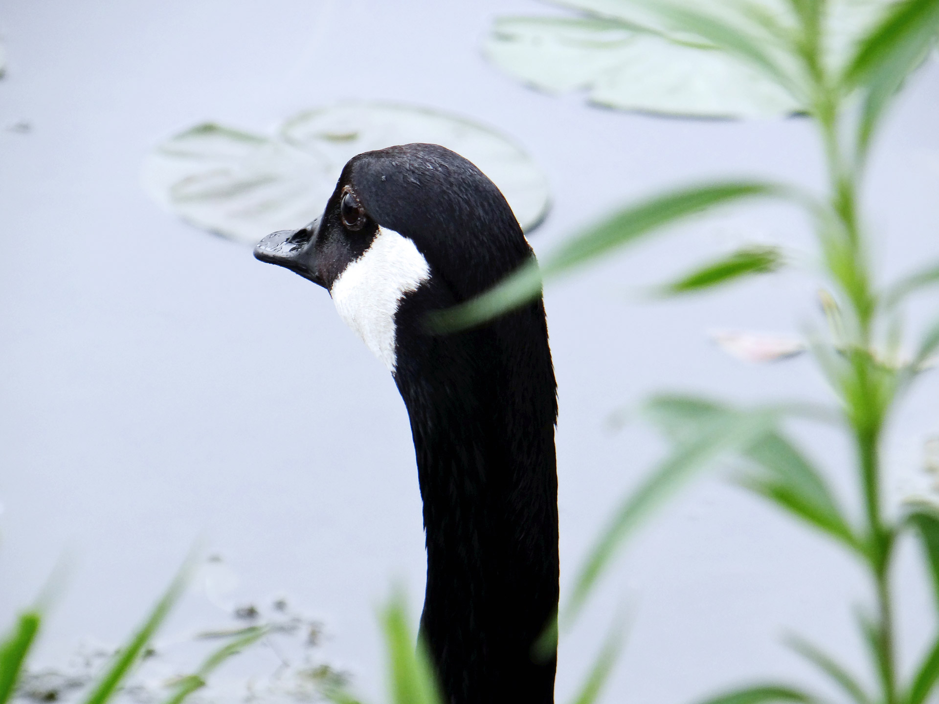 goose looking pond free photo