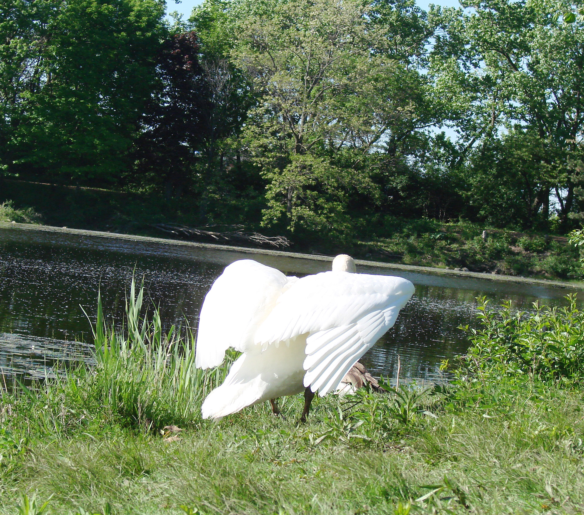 swan angry chasing free photo