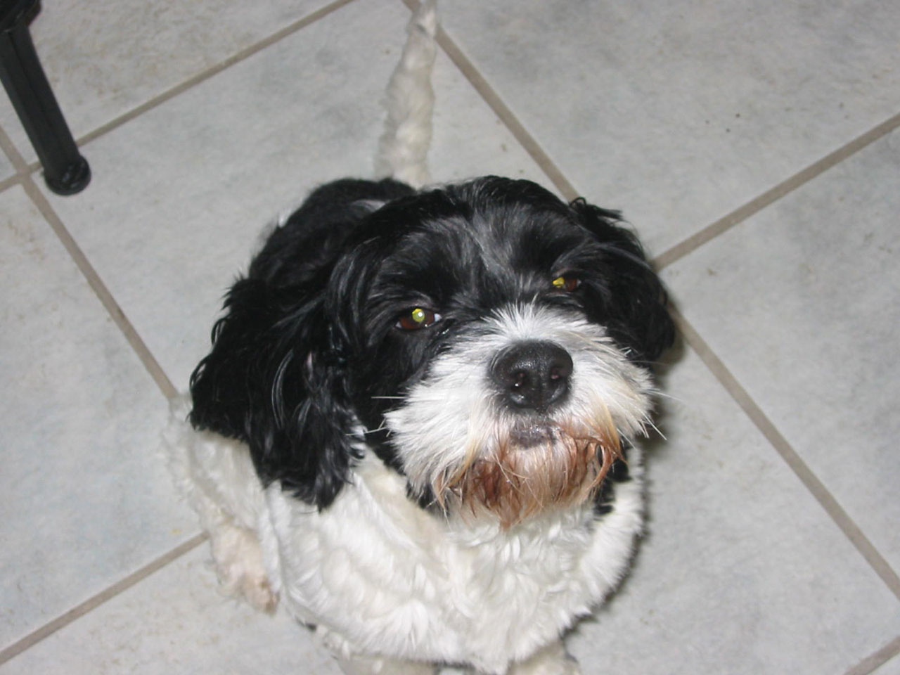 spaniel glaring close free photo