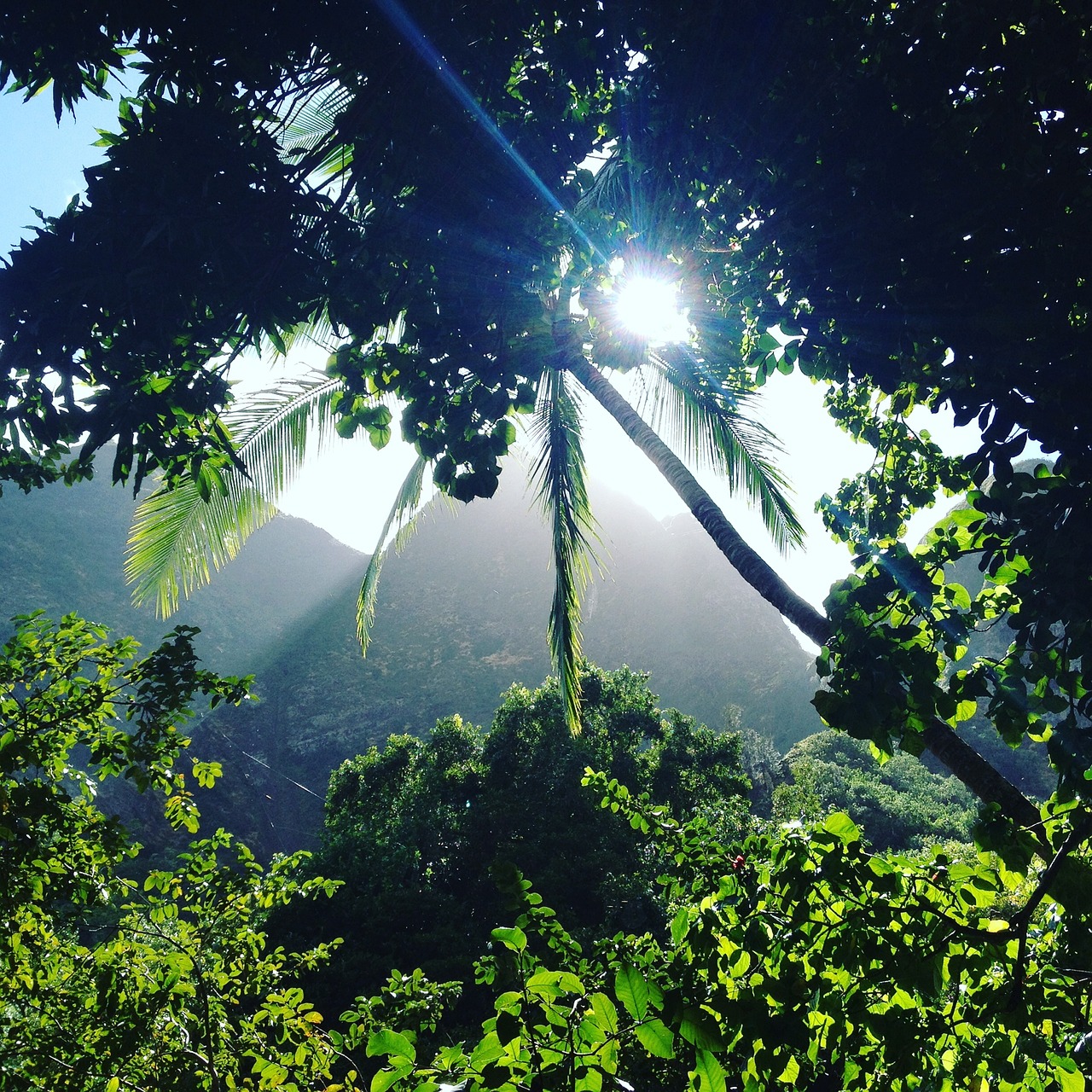 iao valley jungle forest free photo