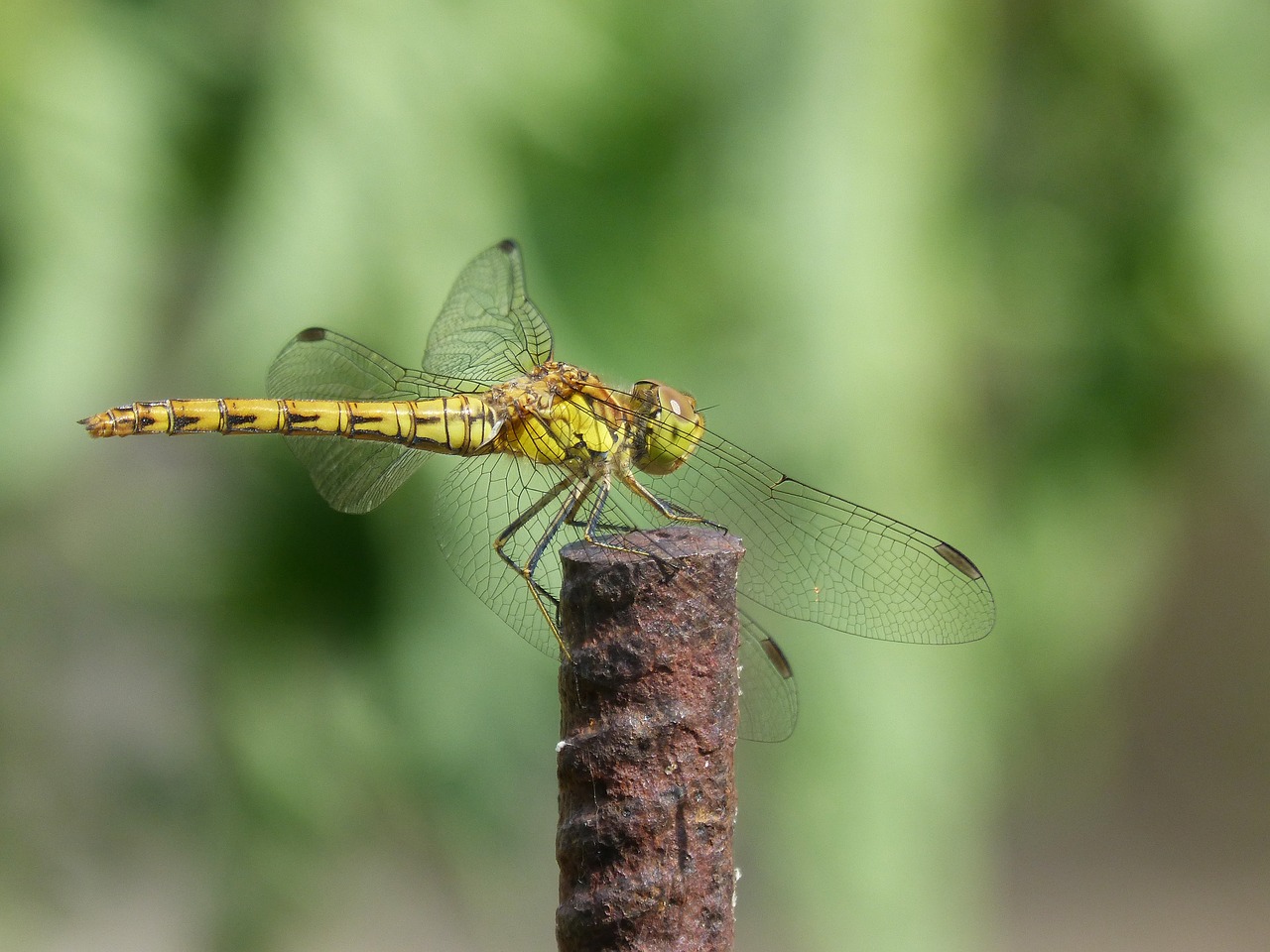 ibélula  yellow dragonfly  detail free photo